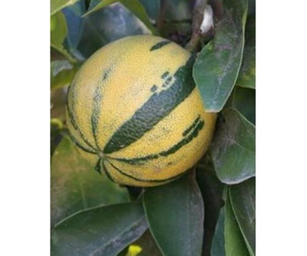 تصویر 5 از قیمت خرید نارنج ابلق + فروش ویژه